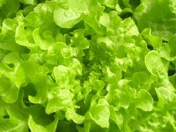 tasty green salad leaves