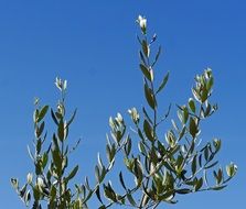 Olive Tree