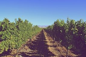 Vineyard Grapes