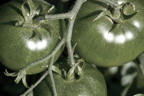 dark green tomatoes on a branch