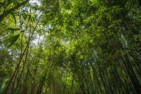 bamboo forest green foliage plant