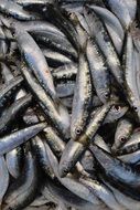 Fish Sardines