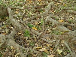 twisted roots of an old tree