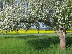 flowering fruit tree on the background of a rape field