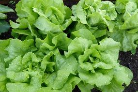 juicy appetizing Lettuce Salad close-up