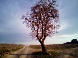lonely tree by a country road in spring