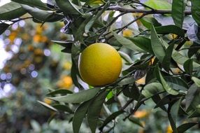 immature orange on a tree