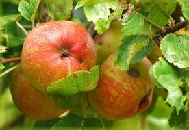 yellow-red apples on a branch in the garden