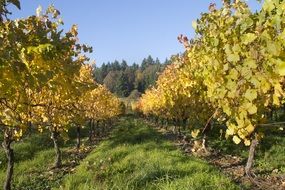 autumn Vineyard Wine in Oregon landscape