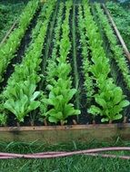 vegetable beds on the farm