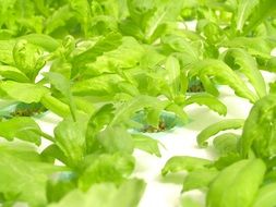 Farm Market green salad plants