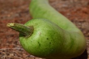 green oblong pumpkin