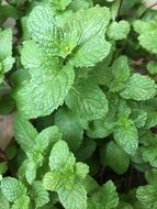 green mint bush close up