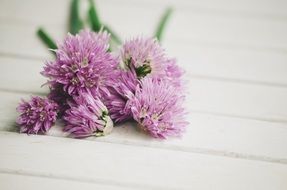 flowering tasty chives