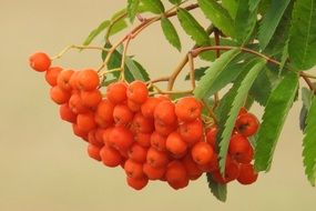 orange rowan berries
