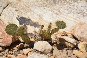 cacti grow among the stones in the desert