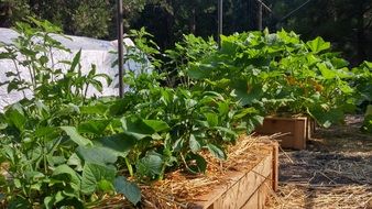 Garden green plants or Vegetables