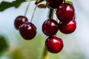 Sweet red cherries in nature