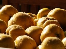 harvest of quince close-up