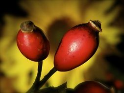 appetizing attractive Rose Hip