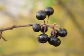 appetizing attractive Rowanberries Black