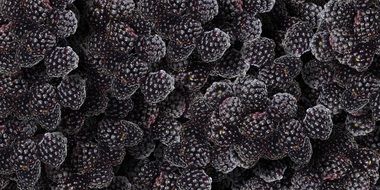 lot of frozen blackberry close up