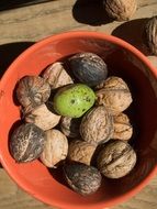 Walnut Shell Green
