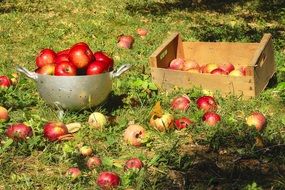 red apples in a drawer and in a saucepan