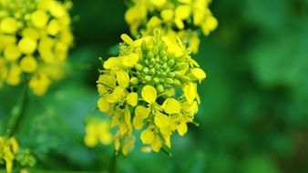 Rape Blossom at green background