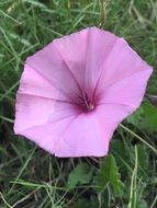 Petunia Flowers
