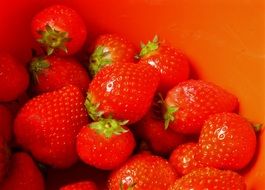 strawberries on the red background