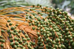 Palm Seeds