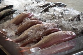 fresh fish on ice in a supermarket