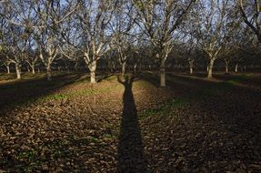 shade from fruit trees in the garden