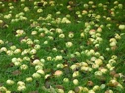 lots of apples on green grass