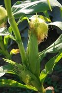 sweet corn in the field