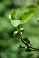 Fig Tree Branch with new buds