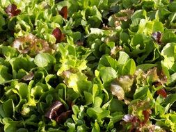 many leaves of salad close-up