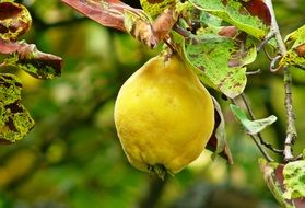 yellow Quince Fruit closeup