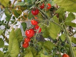 Mini tomatoes are growing in the garden