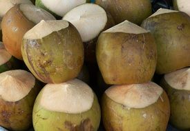 palatable Coconut