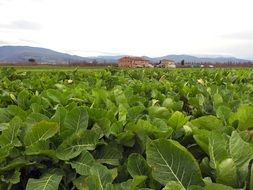 new tobacco plants on field, italy, Tuscany