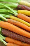 a lot of healthy carrots of different colors are in a pile