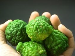 Bergamot Fruit in hand