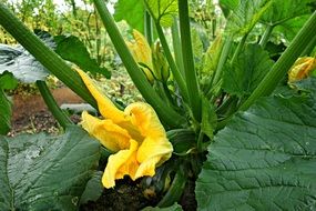 yellow cucumber flower