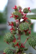 Ricinus Communis close up