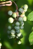 grapes on the vine close up