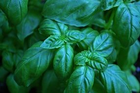 Basil Herbs green