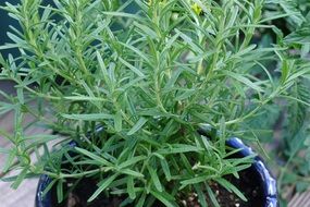 Green rosemary plant in the pot in the garden