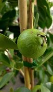 guava fruit on a branch of a tropical tree